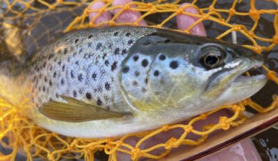 ブラウントラウト@北海道尻別川