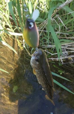 テスター今井様からのアメマス釣果報告