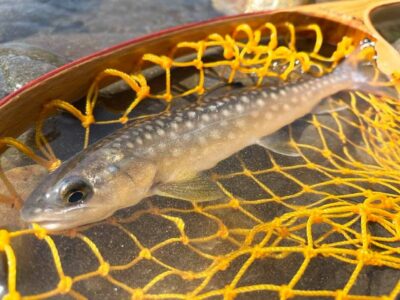 道南河川アメマス