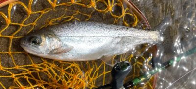 ベイトタックル縛り@北海道尻別川