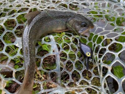 久しぶりのエリアフィッシング