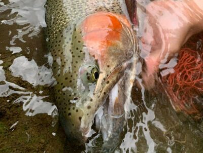 北海道ワイルドレインボー釣果報告