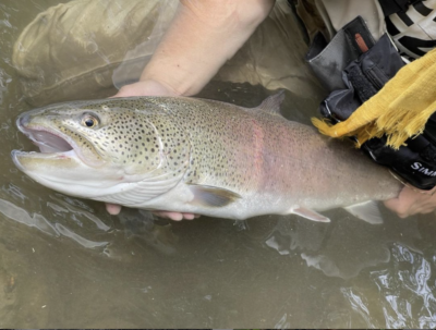 釣果報告：道央川イトウ